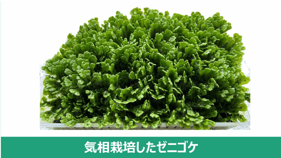 次世代フードテック