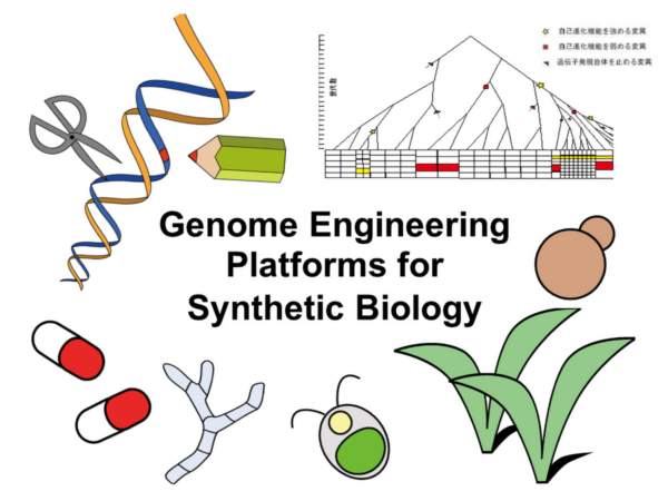 合成バイオチーム