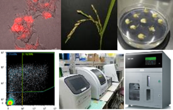 合成バイオチーム